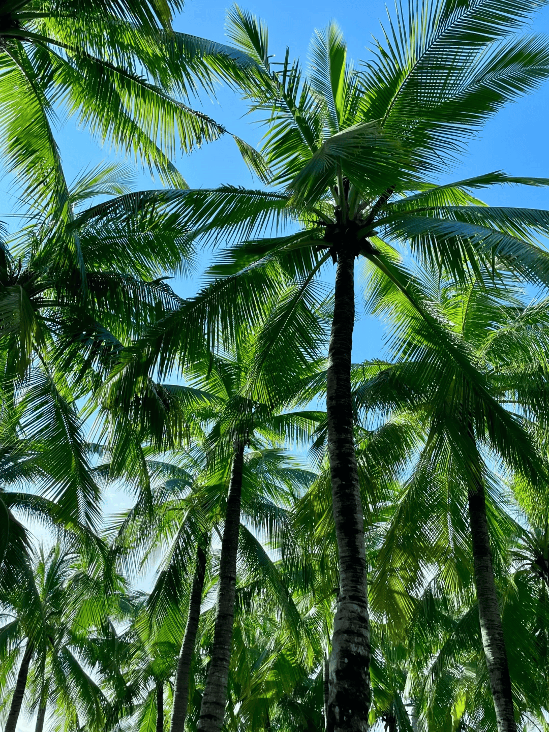 海底餐厅×花海旅拍 闺蜜轻奢报团体验方案